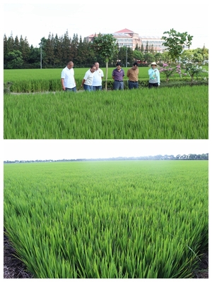 上海奉贤·上实农业来奉交流学习水稻高产创建经验