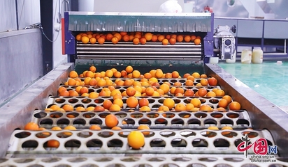 自贡贡井区:果农丰收 建设血橙香飘产业兴旺致富路